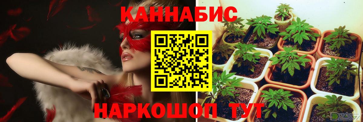 Марихуана сатива Моздок